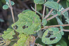 Lippia origanoides