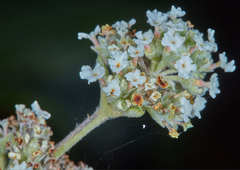Lippia origanoides