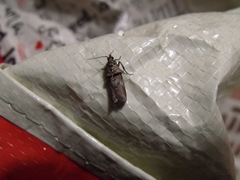 Trachonitis cristella