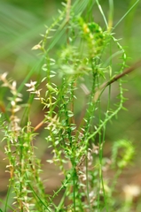 Selaginella uliginosa
