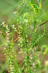 Selaginella uliginosa