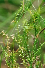 Selaginella uliginosa