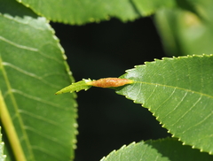 Phylloxera caryaevenae