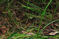 Selaginella uliginosa