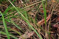 Selaginella uliginosa