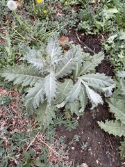 Onopordum acanthium acanthium