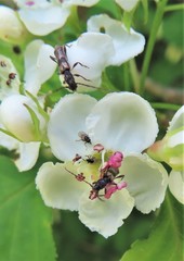 Molorchus bimaculatus