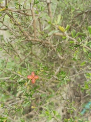 Castela erecta