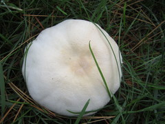 Agaricus arvensis