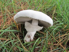 Agaricus arvensis