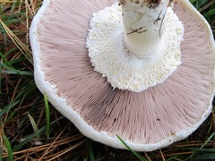 Agaricus arvensis