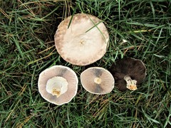 Agaricus arvensis