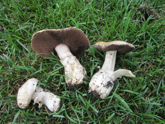 Agaricus bitorquis