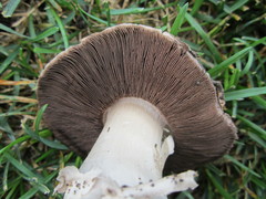 Agaricus bitorquis