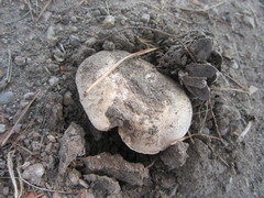 Agaricus bitorquis