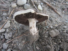 Agaricus bitorquis