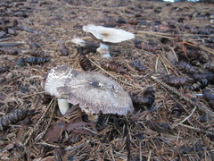 Agaricus xanthodermus