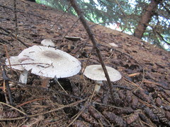 Agaricus xanthodermus