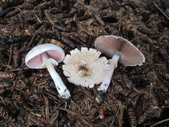 Agaricus xanthodermus