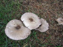 Agaricus xanthodermus