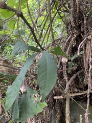 Ardisia cornudentata stenosepala