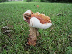 Amanita amerirubescens