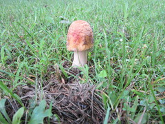 Amanita amerirubescens