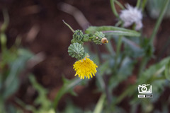 Sonchus oleraceus