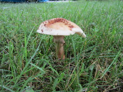 Amanita amerirubescens