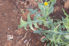 Sonchus oleraceus