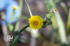Sonchus oleraceus