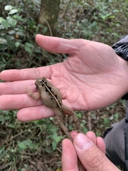 Rhinella ornata