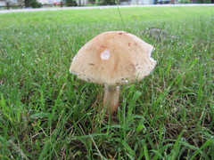 Amanita amerirubescens