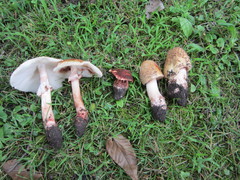 Amanita amerirubescens