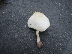 Chlorophyllum molybdites