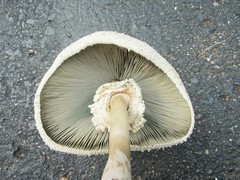 Chlorophyllum molybdites