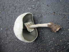 Chlorophyllum molybdites