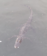 Alligator mississippiensis