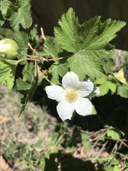 Rubus neomexicanus