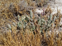 Chloropyron palmatum