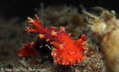 Plocamopherus imperialis