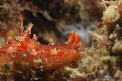 Plocamopherus imperialis