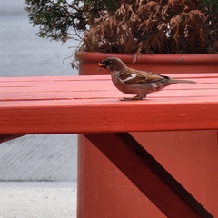 Passer domesticus