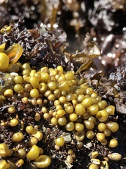 Halosaccion glandiforme