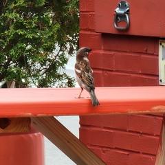 Passer domesticus