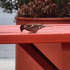 Passer domesticus