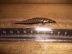 Micropterus salmoides