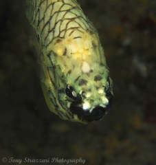 Cleidopus gloriamaris