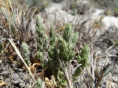 Chloropyron palmatum