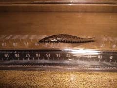 Micropterus salmoides